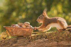 squirrel_hoarding_nuts